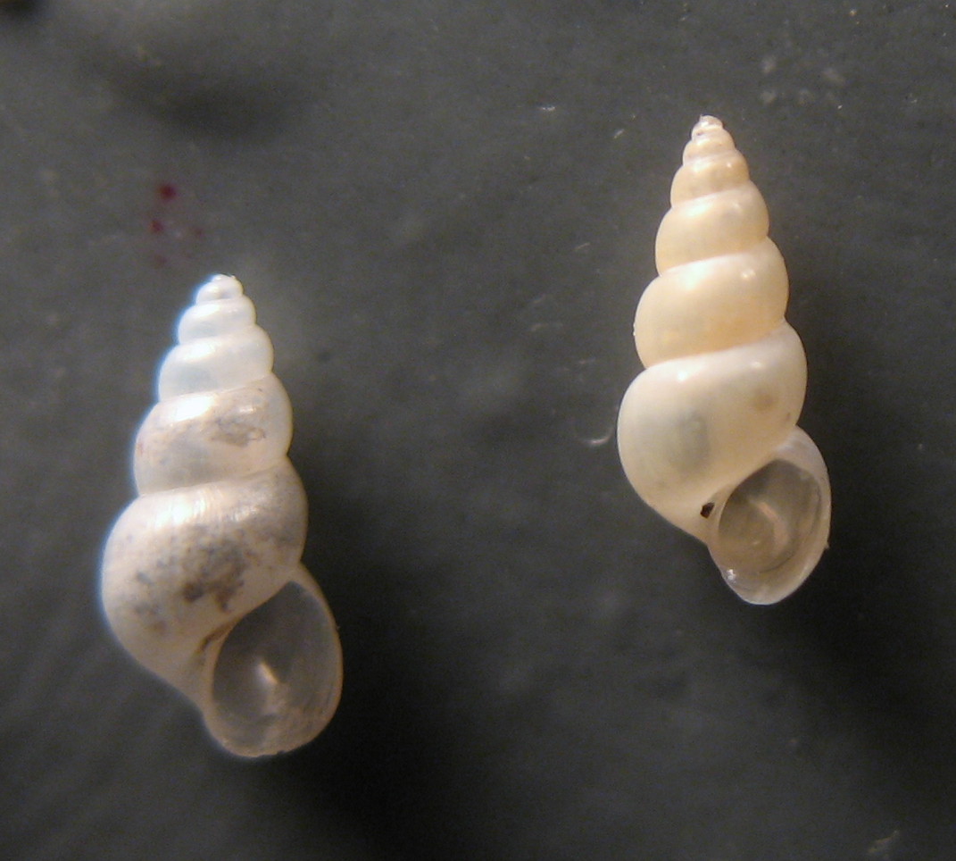 Altri  esemplari da Punta Sabbioni